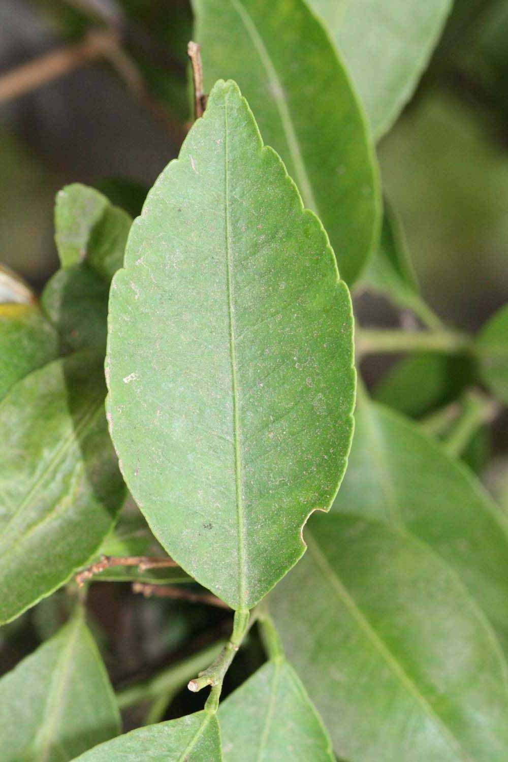              Unifoliolate leaf (Riverside, CA)       